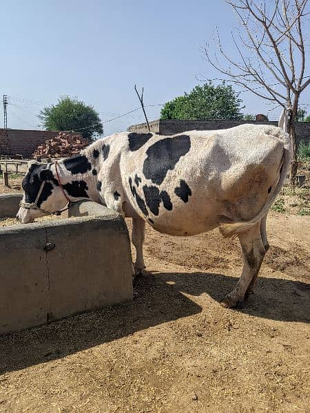 Cow for sale 4