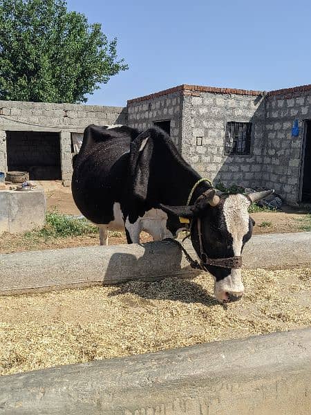 Cow for sale 5