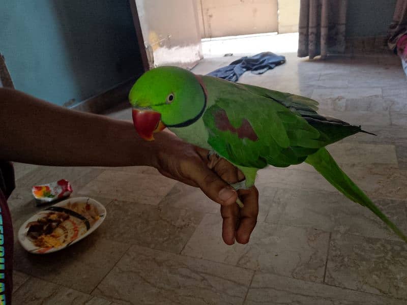 kashmiri Pahari parrot 1