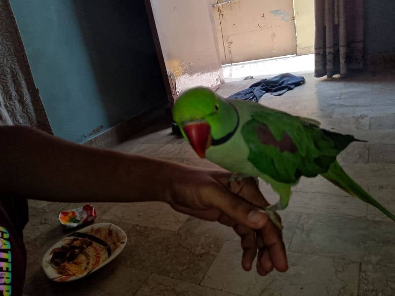 kashmiri Pahari parrot 4