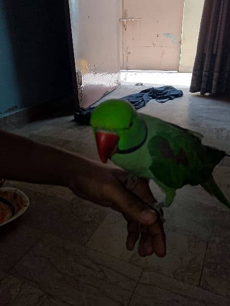 kashmiri Pahari parrot 5