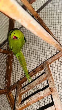 green female parrot for sale