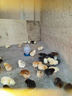 8 days old golden misri chicks available,Astralop chicks also avlbl