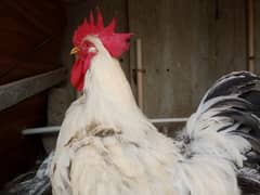 hens and roosters for sale 0