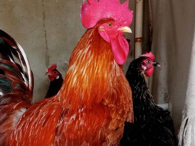 hens and roosters for sale 2