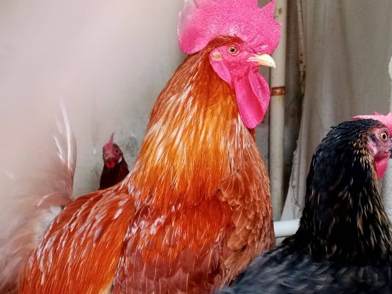 hens and roosters for sale 3