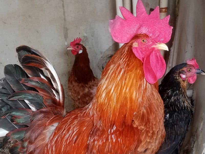 hens and roosters for sale 4