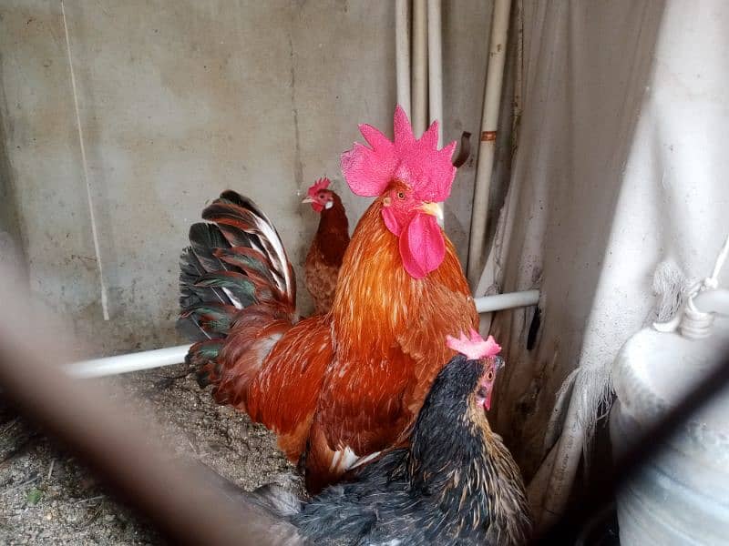 hens and roosters for sale 6