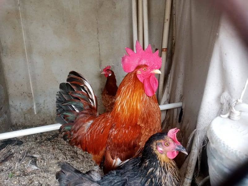 hens and roosters for sale 7