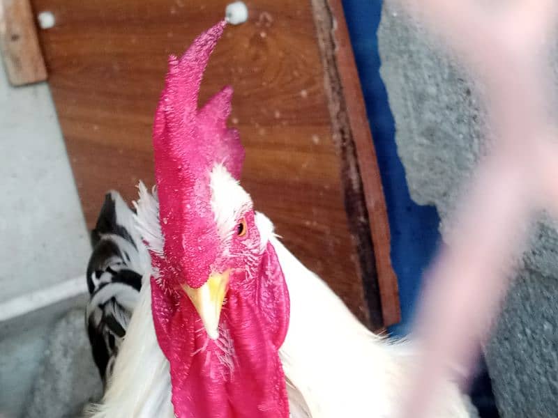 hens and roosters for sale 10