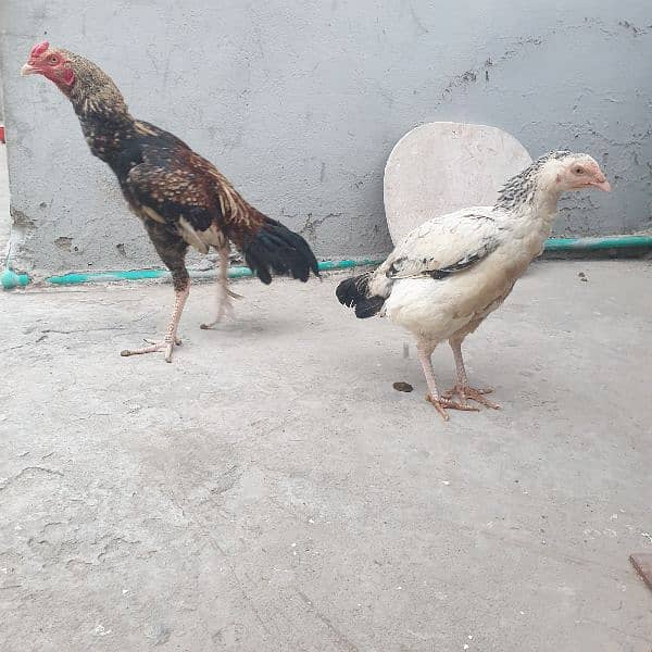2aseel hens and cock 1