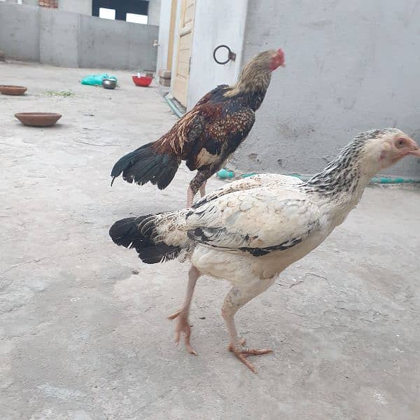 2aseel hens and cock 8