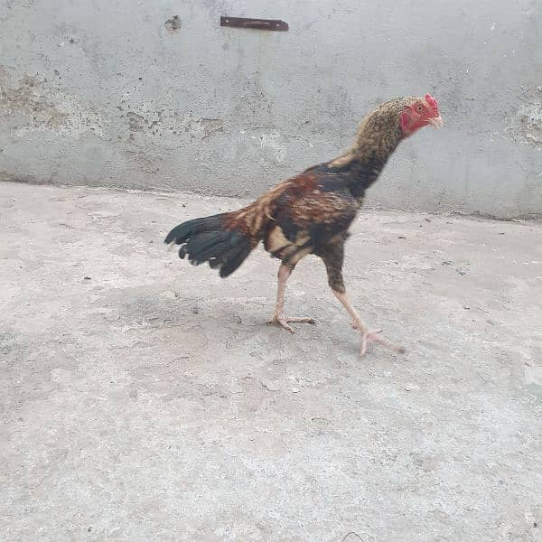 2aseel hens and cock 10