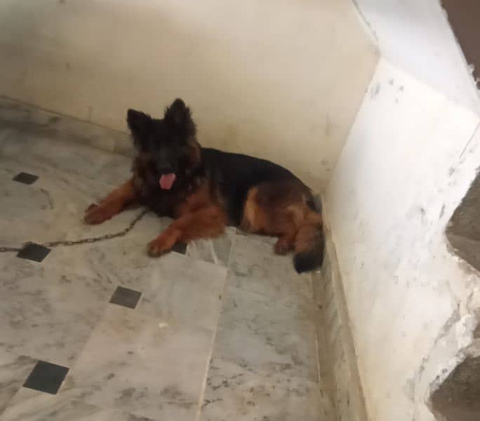 black mask gsd female full long coat confirm breeder 0