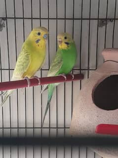 3 budgies pairs with eggs