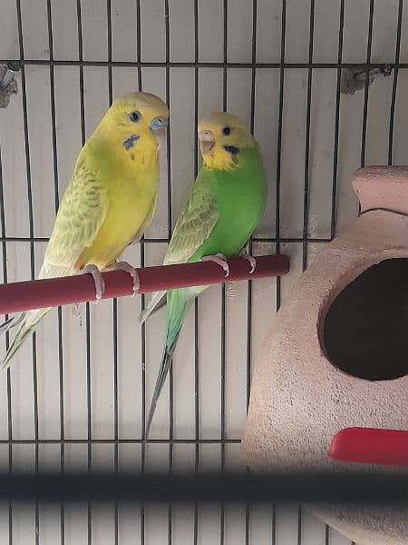 3 budgies pairs with eggs 0