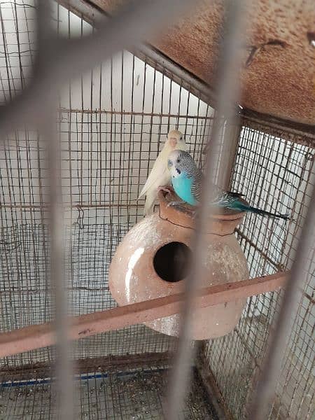 3 budgies pairs with eggs 1