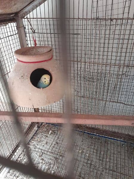 3 budgies pairs with eggs 2