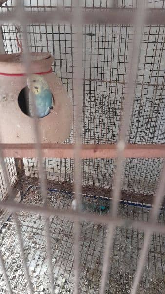 3 budgies pairs with eggs 3