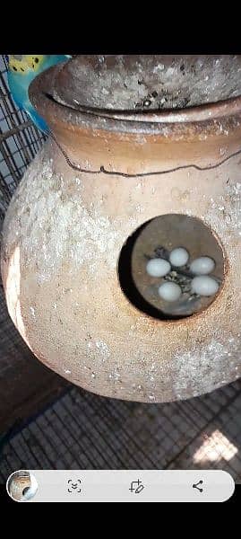 3 budgies pairs with eggs 5