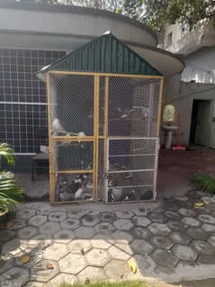 Pigeons Cage 0