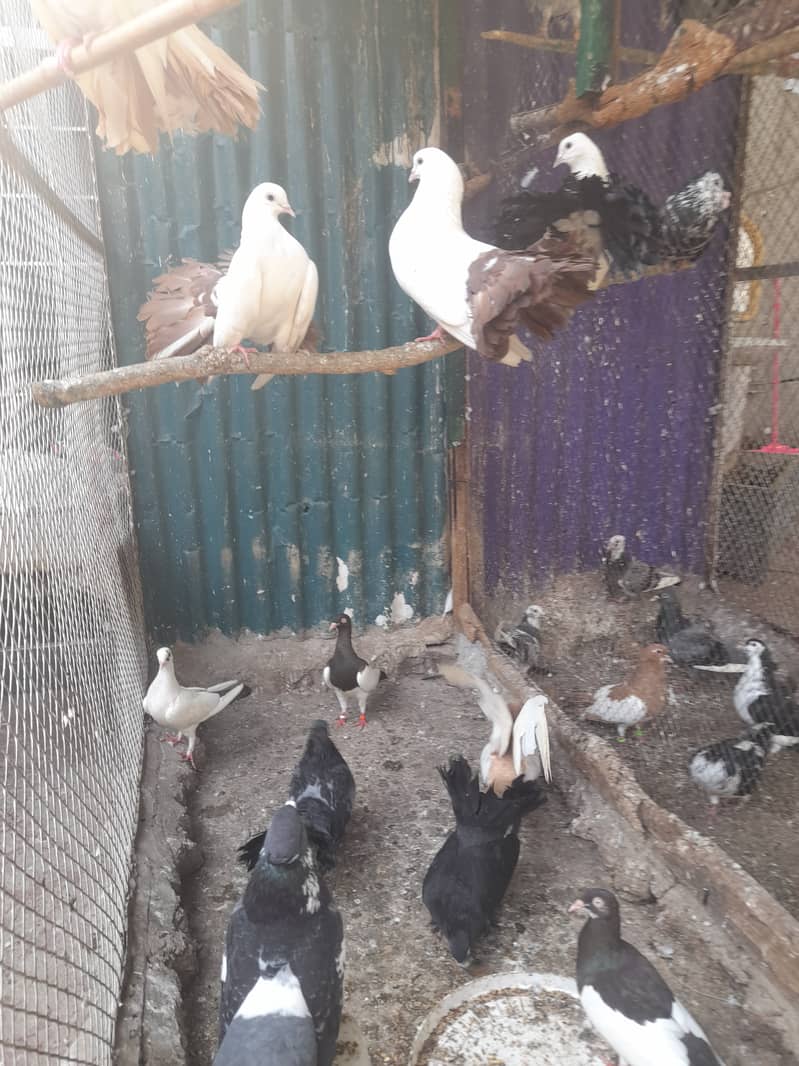Pigeons Cage 1