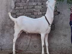 bakra / sheep / chatra / goat for sale