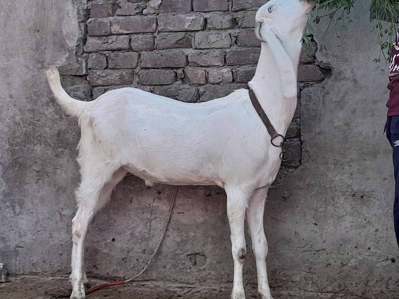 bakra / sheep / chatra / goat for sale 0