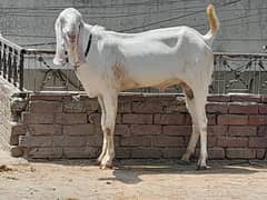 bakra / sheep / chatra / goat for sale