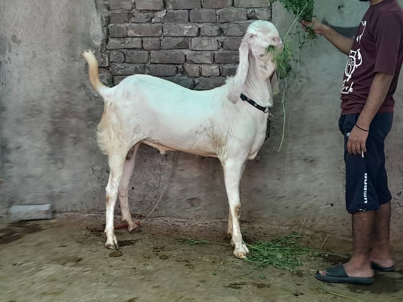 bakra / sheep / chatra / goat for sale 2