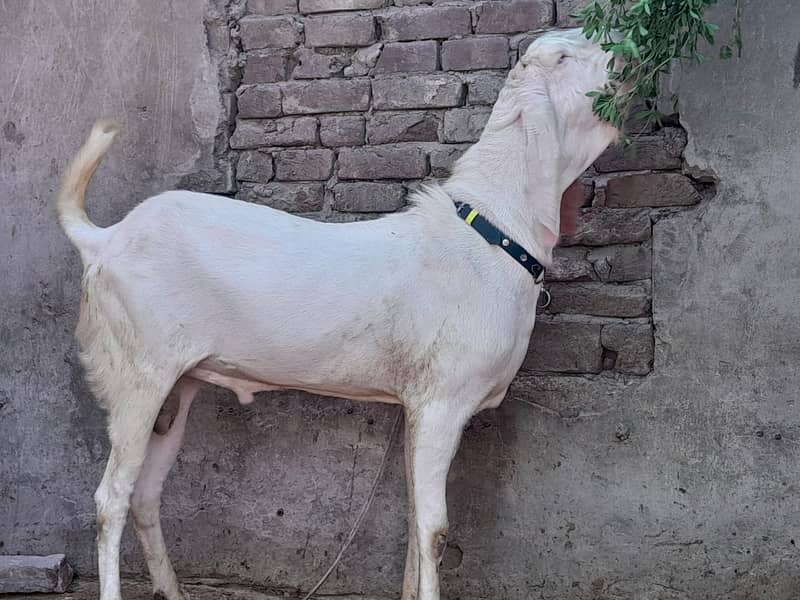 bakra / sheep / chatra / goat for sale 1
