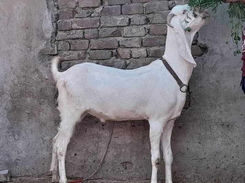bakra / sheep / chatra / goat for sale 5