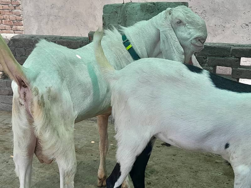 bakra / sheep / chatra / goat for sale 3