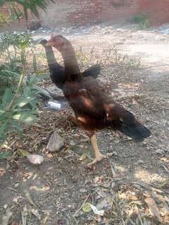 Aseel mian wali high quality hen for sale