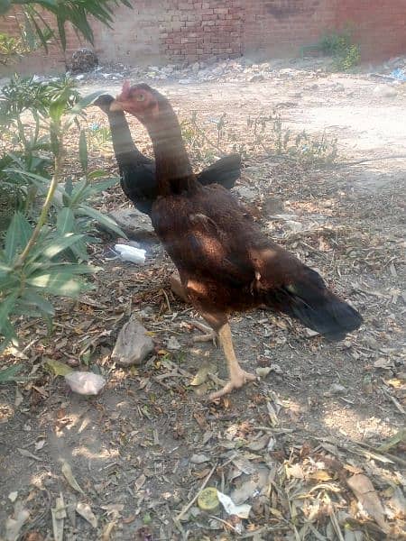 Aseel mian wali high quality hen for sale 0