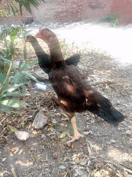 Aseel mian wali high quality hen for sale 1