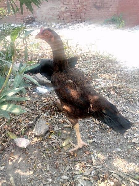 Aseel mian wali high quality hen for sale 2
