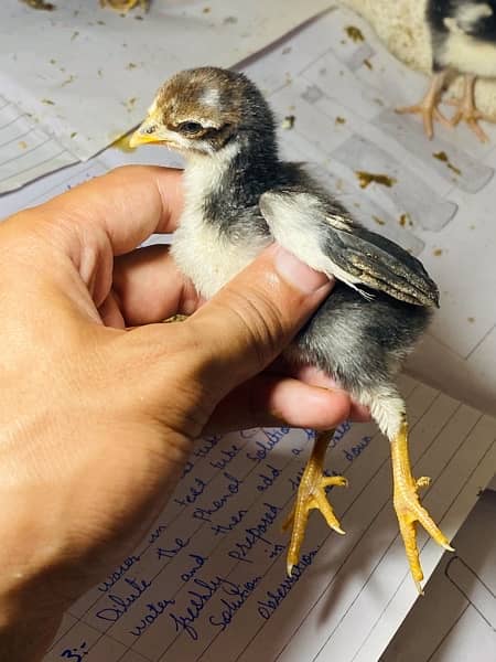 Aseel chicks 10
