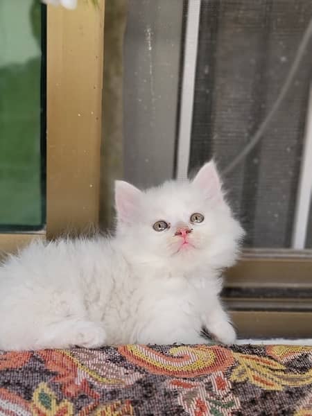 Persian kittens | triple Coated | Punch Face kittens For Sale 2