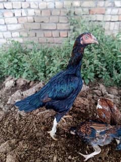 2 pure high quality Aseel hen for sale white Noke Nali
