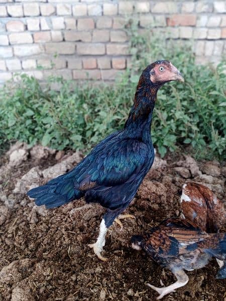 2 pure high quality Aseel hen for sale white Noke Nali 0