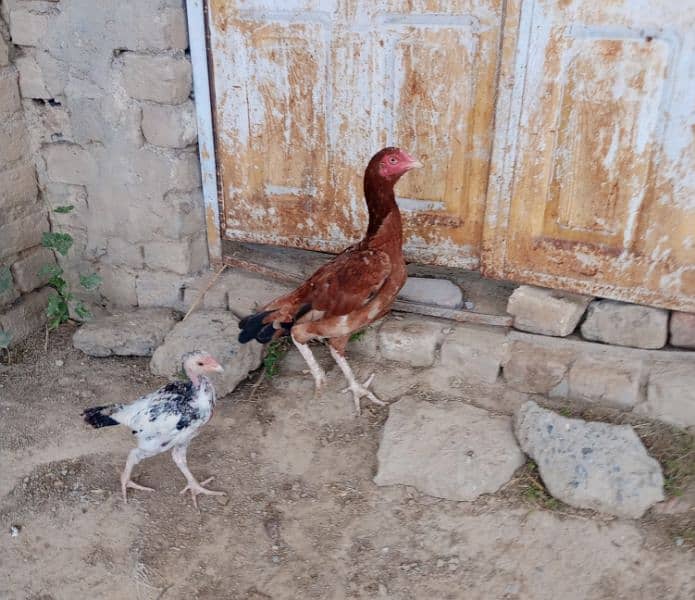 2 pure high quality Aseel hen for sale white Noke Nali 1