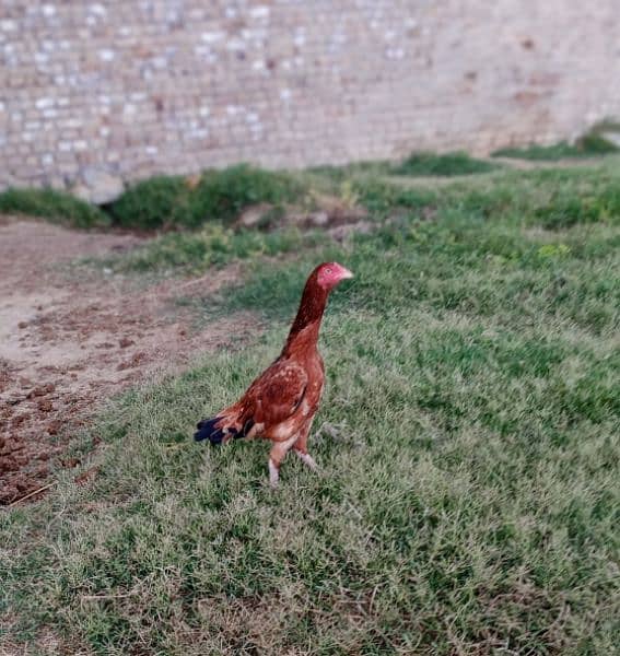 2 pure high quality Aseel hen for sale white Noke Nali 2