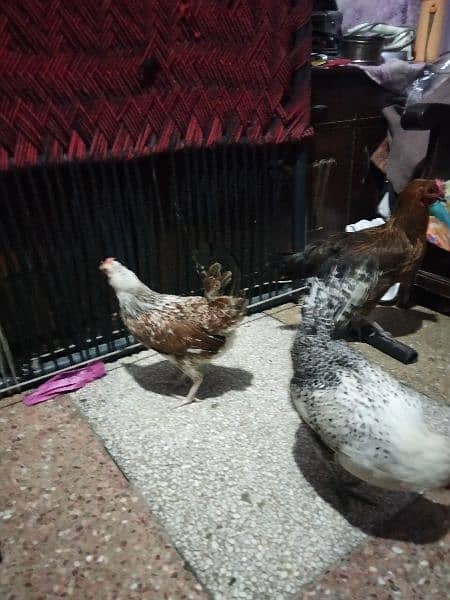 egg leaving hens available full active and healthy 1