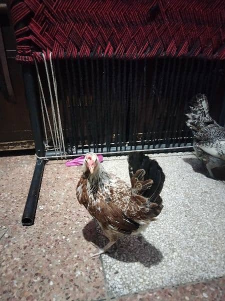 egg leaving hens available full active and healthy 7