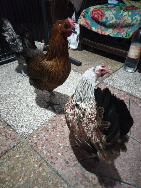 egg leaving hens available full active and healthy 10