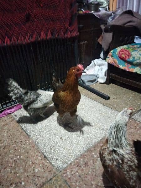 egg leaving hens available full active and healthy 11