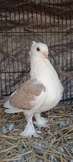 fancy pigeons for sale/parrot beek pigeons