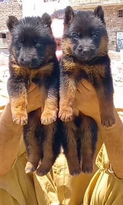 proper long coat German shepherd pair healthy active pair