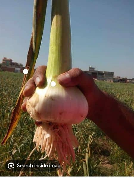 Narc g1 garlic 0